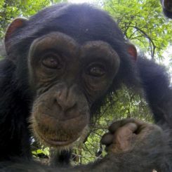 macaco-observa-em-seu-habitat-um-robo-espiao-em-espioes-da-natureza-no-animal-planet-1543589989732_v2_900x506